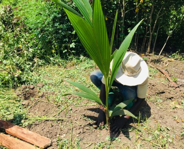 Bamboi Community Tree Planting Initiative (12)