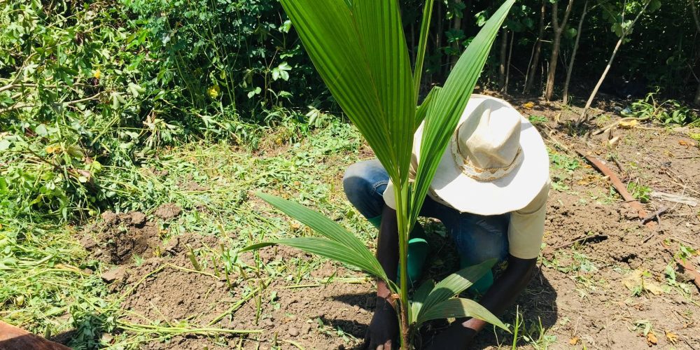 Bamboi Community Tree Planting Initiative (12)